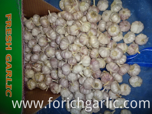 Jinxiang White Garlic